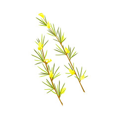 Fototapeta na wymiar Rooibos herb on white isolated background. Stem with leaves and flowers. Rooibos tea. Vector cartoon illustration