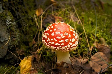 red fly agaric mushroom or toadstool at the forest