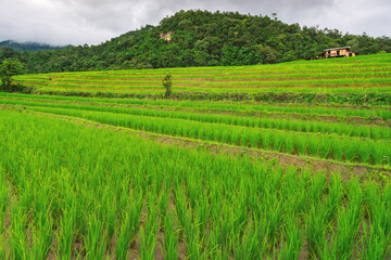Fototapeta na wymiar landscape rice fields of the mist floating over village at Pa Pong Pieng Chiang Mai, Thailand
