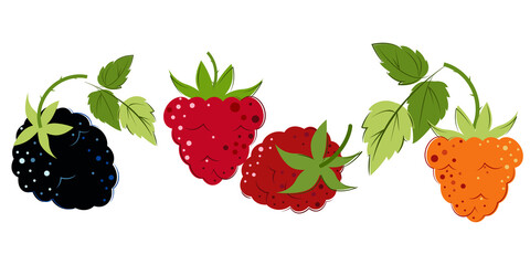 Blackberry, Raspberry and Yellow Raspberry set. Ripe Berries for jam and dessert. Flat style. Vector Illustration.