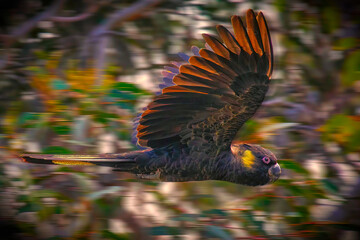 An in-flight yellow-tailed black cockatoo.