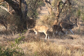 Travel, India, Food, Rajasthan, Dessert, California, USA, London, China, Sunset, Sunrise, Landscape, Hills, Mountains, Kids, Fun