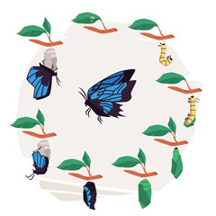 Life cycle of butterfly infographic diagram flat vector illustration isolated.