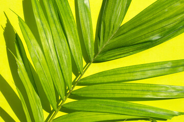 Green leaf of palm tree on green background.
