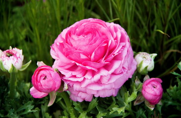 Macro of pink rose on dark green background, pink rose and the light on the petals in the garden