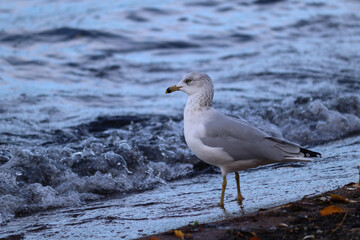 Seagull standing