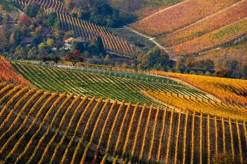 Fototapeta premium Colorful autumnal vineyards of Langhe.