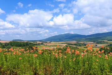 Fototapete bei efototapeten.de bestellen   