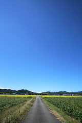 くろまめ畑（丹波黒）　丹波篠山秋の田園風景　9月下旬
