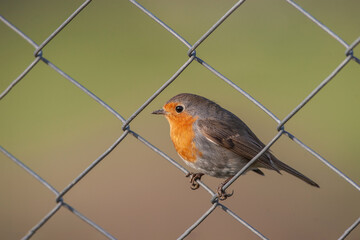 European Robin (Erithacus rubecula) perched on fence