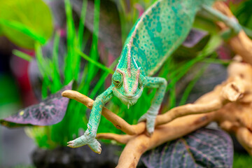 Chameleon close up. Multicolor beautiful reptile with colorful bright skin on a background of grass and leaves. Disguise and bright skins concept. Exotic tropical pet in its natural environment.