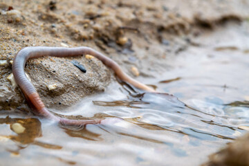 Earthworm and the first spring stream, close-up, selective focus.