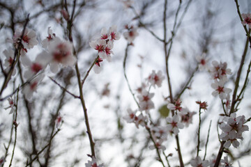 almond tree flowers in blossom during spring in Adelaide, South Australia