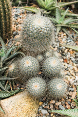 Cactus Detail