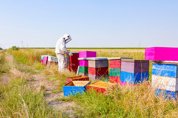 Apiarist, beekeeper is working in apiary, row of beehives, bee farm