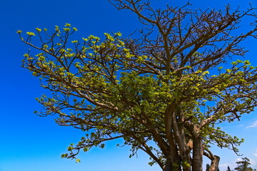 tree and sky