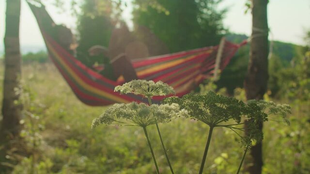 Close-up of blooming beautiful mountain wildflowers in rays of warm summer sunrise with blurry serene black woman swaying and relaxing in hammock in background. Nature, recreation and freedom concept