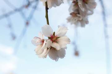white almond tree blossom flowers against a blue sky in spring, Adelaide, South Australia 