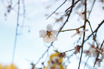white almond tree blossom flowers against a blue sky in spring, Adelaide, South Australia 