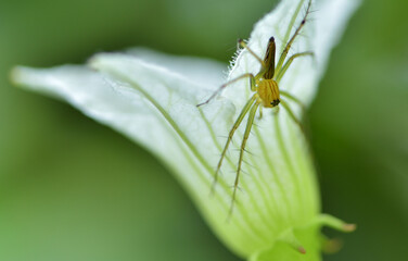 Small spider sits under at white flower for eating dew in the morning.