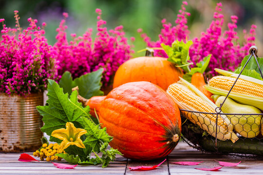 Autumn vegetables harvest on the garden table . Autumn still life.