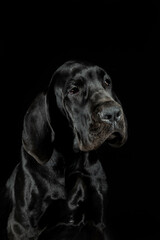 Great dane dog portrait on black background