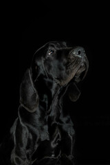 Fototapeta na wymiar Great dane puppy dog close up portrait on black background in studio