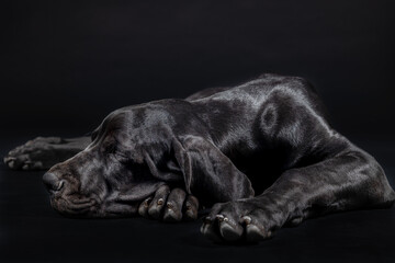 Great dane puppy dog portrait lying down sleeping resting on black background shoot in studio
