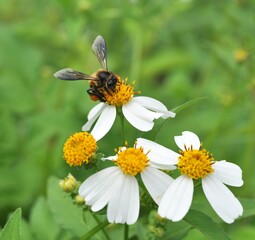 bee and flowers in the nature
