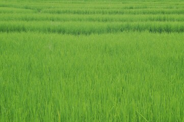 green rice field