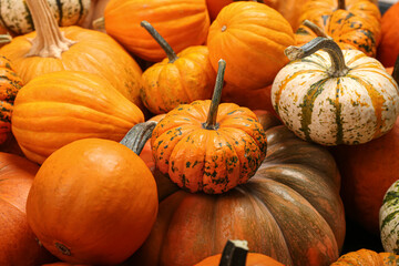 Many different pumpkins as background, closeup