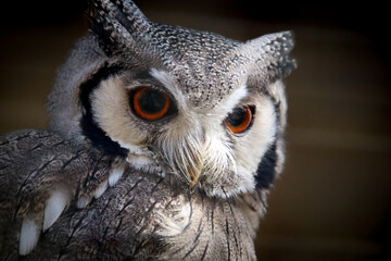Naklejka premium great horned owl
