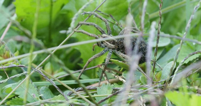Closeup photo of female wolf spider with the offspring on the back