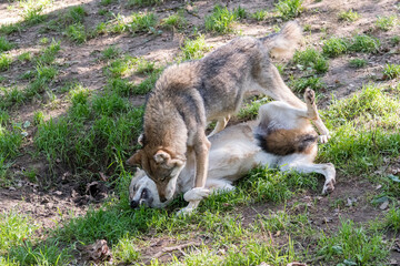Wolf Unterwerfung