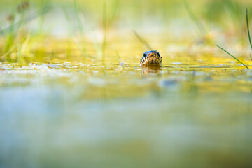 The grass snake (Natrix natrix) swimming in the water, the head above a water surface and facing...