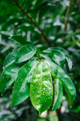 Closeup of Soursop or Graviola leaves with raindrops on them. Portrait orientation.