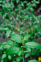 Closeup of popular herbal plant Nalta Jute or simply Jute also known as Saluyot, Jew's mallow, bush okra, and Egyptian spinach. Portrait orientation.