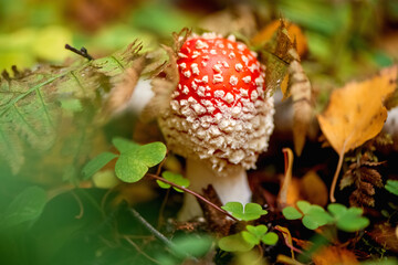 Colorful poisonous fly agaric mushroom among green grass and yellow fallen leaves in autumnal forest