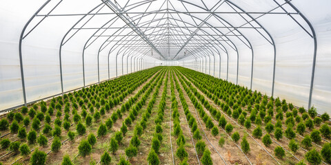 rows of young conifers in greenhouse with a lot of plants on plantation
