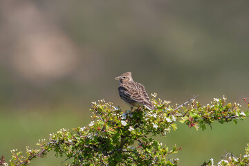 Eurasian Skylark (Alauda arvensis) perched on a tree branch