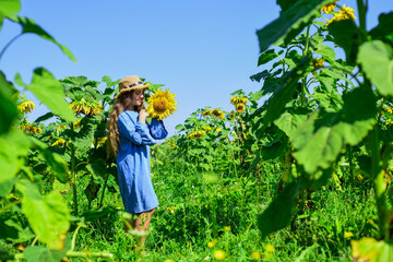 Girl at sunflowers field enjoy yellow bloom on sunny day, natural oils concept