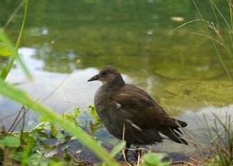 a gray warbler stands in the water near the shore on a clear September day