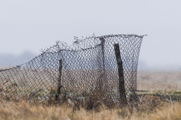 SNOWSTORM - Old fence mesh in the pasturage in a winter landscape 