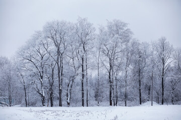 Winter forest landscape. Tall trees under snow cover. January frosty day in the park.