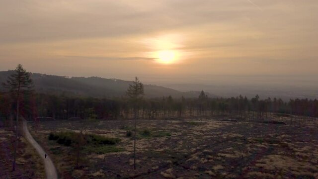 2in1 clip: Aerial drone view of forest dieback during sunrise caused by climate change and bark beetle city of Frankfurt and Oberursel in the background, Hessen Germany