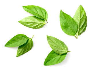 fresh Thai Basil leaves isolated on white background