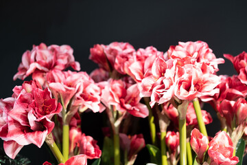 Beautiful pink amaryllis flowers on black wall background.