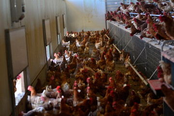 Gallus gallus domesticus or homemade egg laying hen on farm