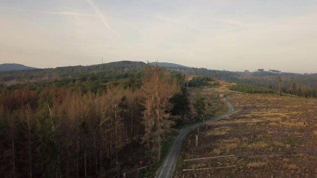 Drone Aerial view of forest dieback caused by climate change, dryness and the bark beetle in the Taunus at Sandplacken in summer on a sunny day Gro&szlig;er Feldberg in background sunrise, Hessen Germany