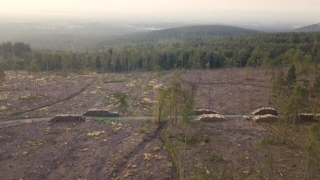2 in 1 clip Wood piles of forest dieback caused by climate change and the bark beetly during sunrise in Taunus Frankfurt and Oberursel in the Background, Hessen, Germany